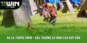 Đá Gà Thomo 11win - Đấu Trường Gà Đỉnh Cao Hấp Dẫn